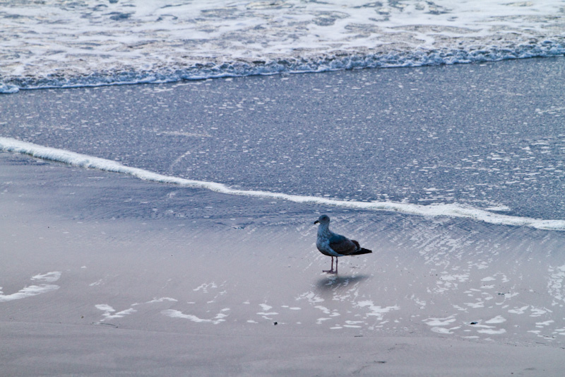 Gull On Beach